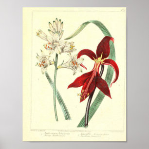  botanisch Poster - Orchidebloem
