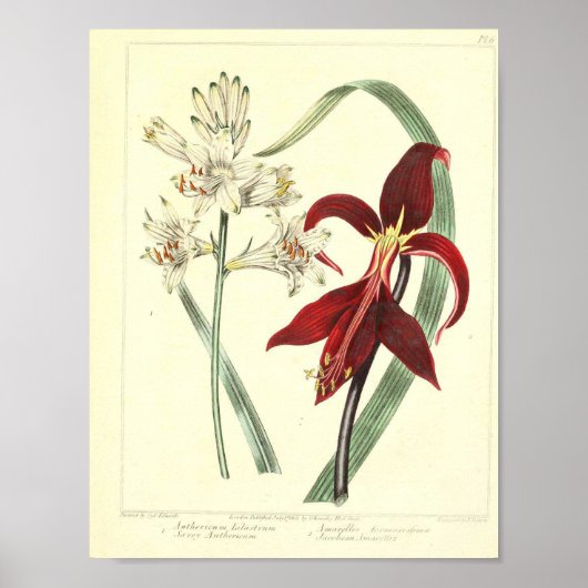 botanisch Poster - Orchidebloem (Voorkant)