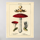 Botanisch Poster - Paddenstoel en Fungi (Voorkant)