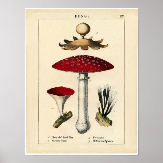 Botanisch Poster - Paddenstoel en Fungi (Voorkant)