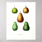  botanisch Poster - peren (Voorkant)