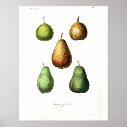 botanisch Poster - peren (Voorkant)