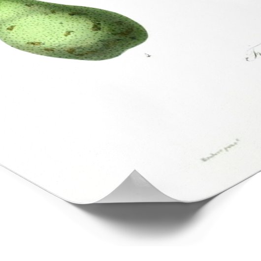 botanisch Poster - peren (Hoek)