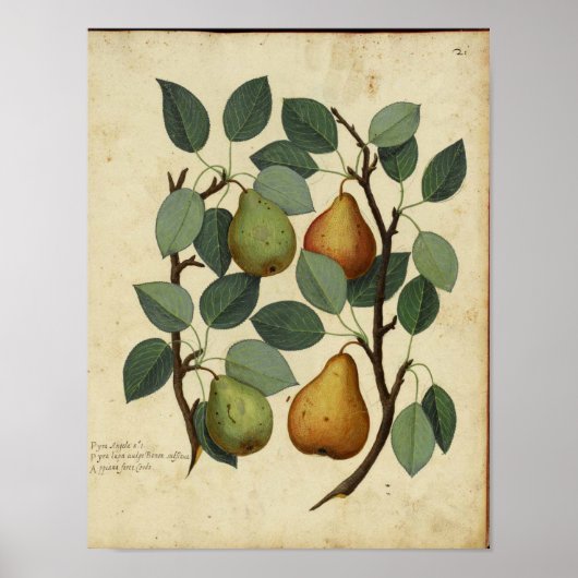  botanisch Poster - peren (Voorkant)