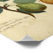  botanisch Poster - peren (Hoek)