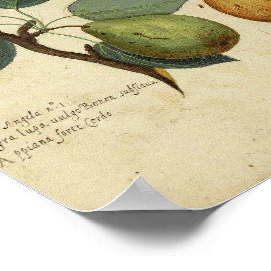  botanisch Poster - peren (Hoek)