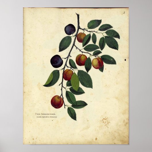 botanisch Poster - Plum (Voorkant)