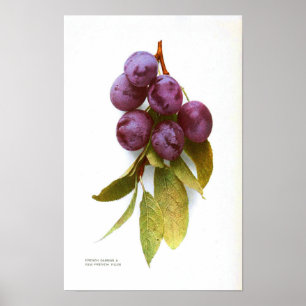  botanisch Poster - Plum