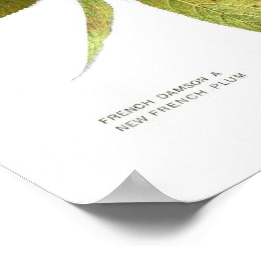 botanisch Poster - Plum (Hoek)