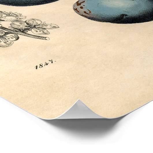  botanisch Poster - Plum (Hoek)