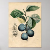  botanisch Poster - Plum (Voorkant)