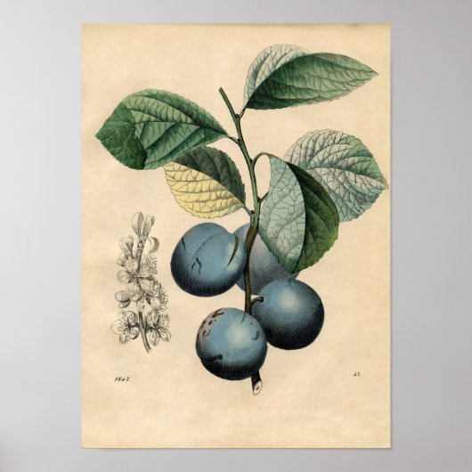 botanisch Poster - Plum (Voorkant)