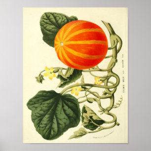 botanisch Poster - pompoen