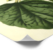 botanisch Poster - pompoen (Hoek)