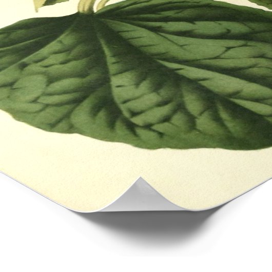  botanisch Poster - pompoen (Hoek)