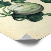  botanisch Poster - pompoenpompeltje (Hoek)