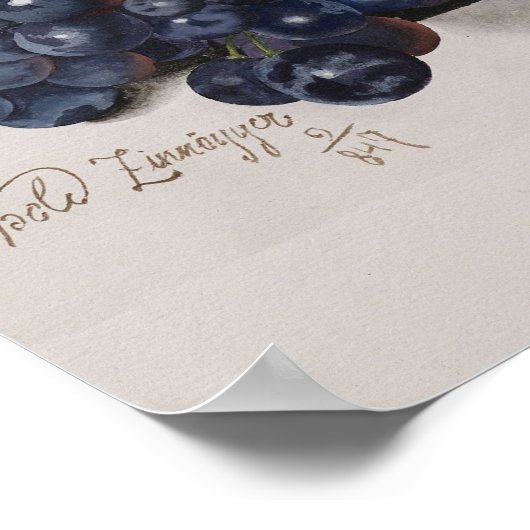 Botanisch Poster — Prachtige congodruiven (Hoek)