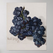 Botanisch Poster — Prachtige congodruiven (Voorkant)