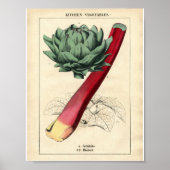 Botanisch Poster - Rhubarb (Voorkant)