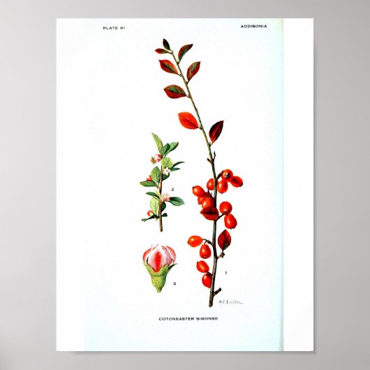  botanisch Poster - rode bessen (Voorkant)