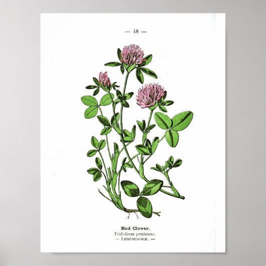  botanisch Poster - rode klaver (Voorkant)