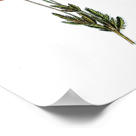  botanisch Poster - Rode papaverbloem (Hoek)