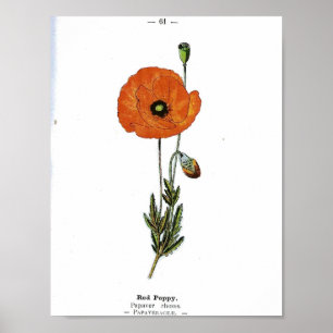 botanisch Poster - Rode papaverbloem