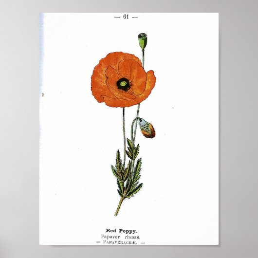  botanisch Poster - Rode papaverbloem (Voorkant)