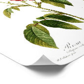  botanisch Poster - rode roze (Hoek)