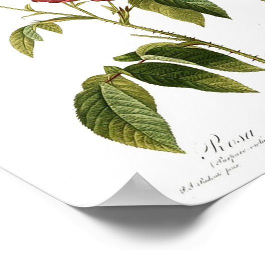 botanisch Poster - rode roze (Hoek)