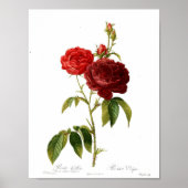  botanisch Poster - rode roze (Voorkant)
