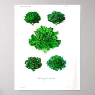  botanisch Poster - Sla