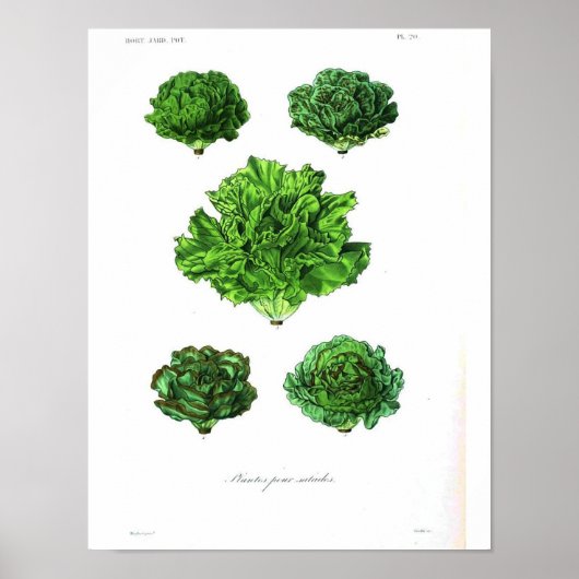  botanisch Poster - Sla (Voorkant)