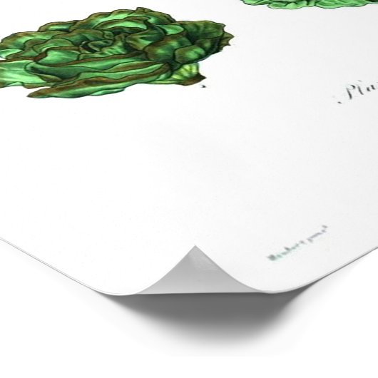  botanisch Poster - Sla (Hoek)