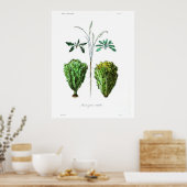  botanisch Poster - Sla (Keuken)