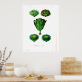  botanisch Poster - Sla (Keuken)