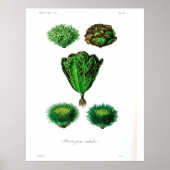 botanisch Poster - Sla (Voorkant)