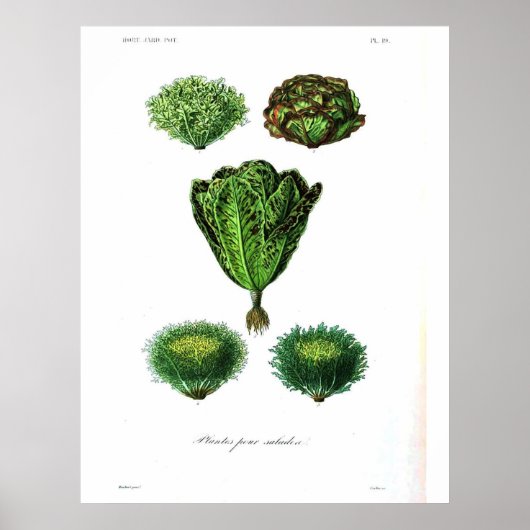  botanisch Poster - Sla (Voorkant)