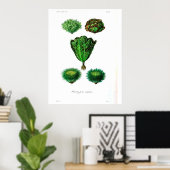  botanisch Poster - Sla (Thuiskantoor)