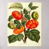  botanisch Poster - tomaat (Voorkant)