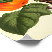  botanisch Poster - tomaat (Hoek)