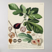  botanisch Poster - Varkens (Voorkant)