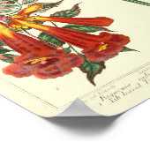 botanisch Poster - Wilde bloem (Hoek)