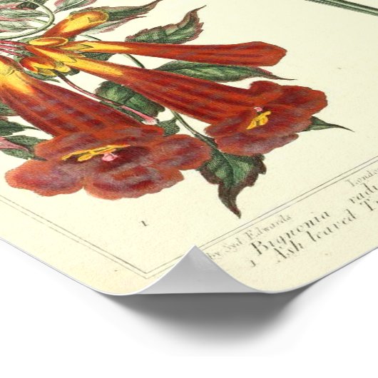  botanisch Poster - Wilde bloem (Hoek)