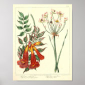  botanisch Poster - Wilde bloem (Voorkant)