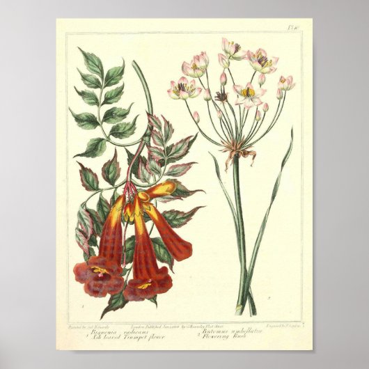botanisch Poster - Wilde bloem (Voorkant)