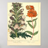 botanisch Poster - Wilde bloem (Voorkant)