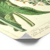 botanisch Poster - Wilde bloem (Hoek)