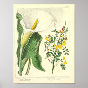  botanisch Poster - Wilde bloem