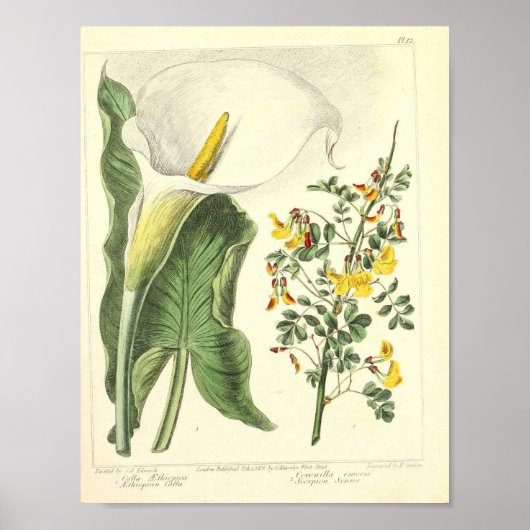 botanisch Poster - Wilde bloem (Voorkant)